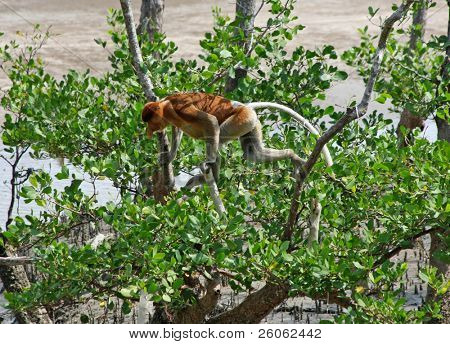 Hortum maymunlar yer olan Borneo adasında