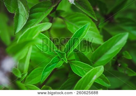 Lemon Basil Thai Lemon Basil Ocimum Basil Hybrid Plant