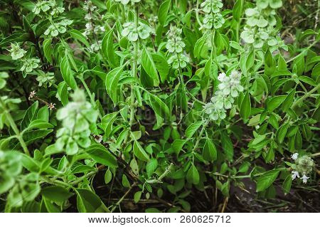 Flowering Lemon Basil Useful Spice Harry Basil Thai Lemon Basil