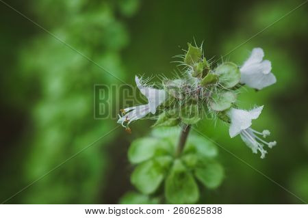 Flowering Lemon Basil Useful Spice Harry Basil Thai Lemon Basil