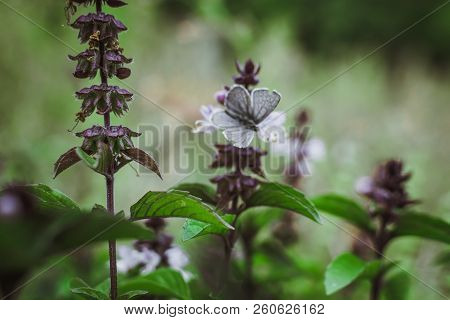 Flowering Thai Basil In The Garden Purple Spice Thai Vietnamese Cuisine