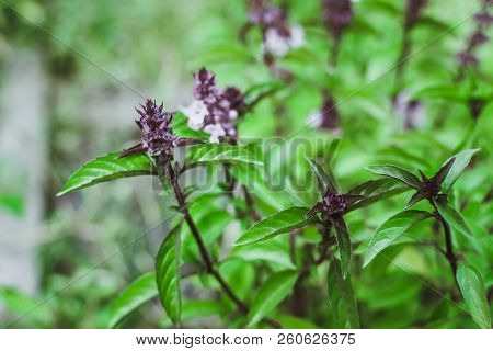 Thai Basil Outdoor Cultivation Of Useful Plants In The Garden