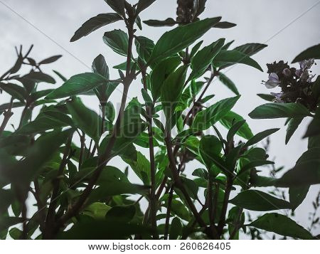 Thai Basil Outdoor Cultivation Of Useful Plants In The Garden