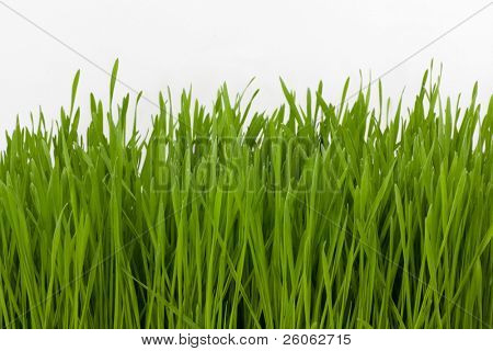erba di grano