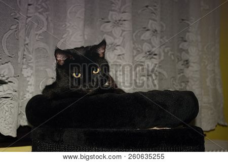 Chomutov, Czech Republic - September 20, 2018: Black Cat Violka Resting In Living Room At Evening
