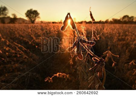 Mature Soybean Pods, Back-lit By Evening Sun. Soy Agriculture