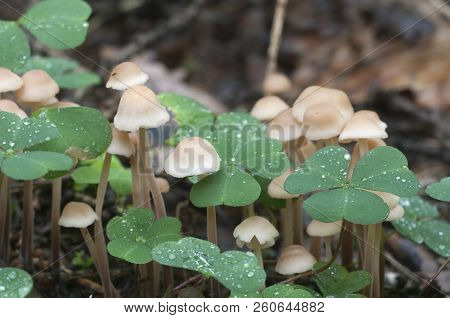 Mushrooms (gymnopus Confluens) On An Old Gray Autumn Leaves