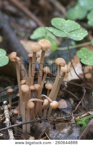 Mushrooms (gymnopus Confluens) On An Old Gray Autumn Leaves