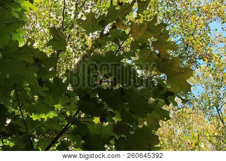 Treetops In A Beech Forest With A Dead Tree. Treetops
