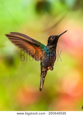 Hummingbird In Flight - Versicolored Emerald (amazilia Versicolor) In Iguazu Falls, Brasil - Argenti