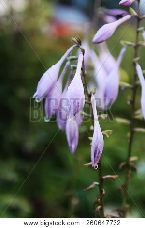 Beautiful Purple Garden Flowers Blooming In Summer Park