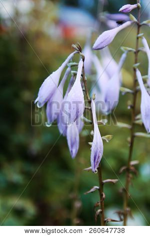 Beautiful Purple Summer Garden Flowers Close Up