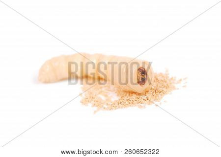 Larva Bark Beetle (scolytinae). Larva Of Bark Beetles Legless Isolated On White Background.