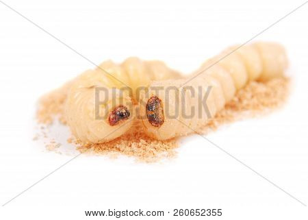 Larva Bark Beetle (scolytinae). Larva Of Bark Beetles Legless Isolated On White Background.