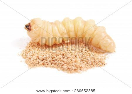 Larva Bark Beetle (scolytinae). Larva Of Bark Beetles Legless Isolated On White Background.