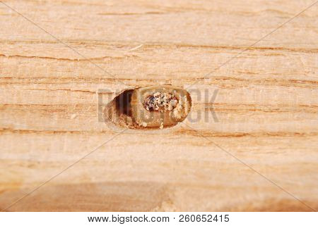 Larva Bark Beetle (scolytinae). Larva Of Bark Beetles Legless In His Burrow On Wood Background.