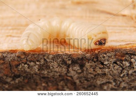 Larva Bark Beetle (scolytinae). Larva Of Bark Beetles Legless On Wood Background.
