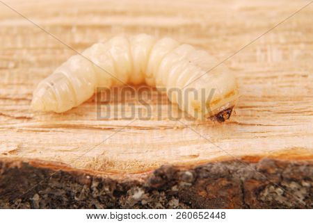 Larva Bark Beetle (scolytinae). Larva Of Bark Beetles Legless On Wood Background.