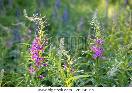 blühende Sally (Epilobium Angustifolium)
