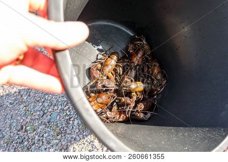 Children Holding A Black Bucket Plentiful With Signal Crayfish.