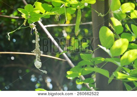 Snake Slough Skin On Butterfly Pea Tree In Backyard Garden