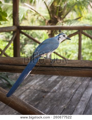 Backside Of A White Throated Magpie Jay Sitting On A Wooden Railing