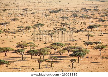 Paysage sur l'île de Socotra - type savane