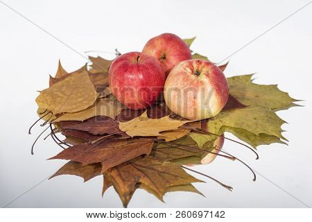 Three Apples On Table With Reflection. Autumn Abstract Photo