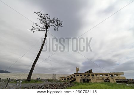 Miracle Pine In Rikuzentakata City, Iwate, Japan