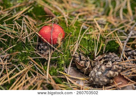 Detail Of Vomiting Russula Growing In The Forest