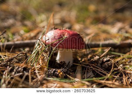 Detail Of Vomiting Russula Growing In The Forest