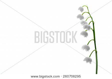 Lily Of The Valley, A Species Of Rhizome Perennials From The Monotype Type Lily Of The Valley. .