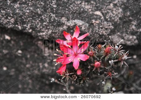 Melotera imthurnii (Ericaceae) na skalách hora Roraima ve Venezuele