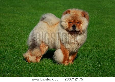 Dog Breed Chow Chow In Green Grass