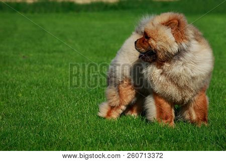 Dog Breed Chow Chow In Green Grass