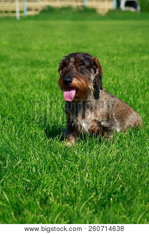 The Dog Breed Wire Haired Dachshund Sit On Green Grass
