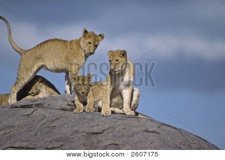 Lions