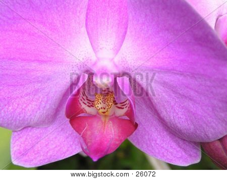 Fialová orchidej