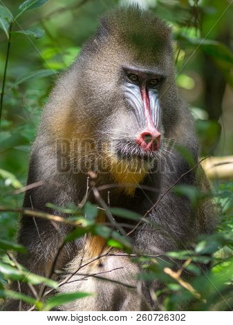 Mandrill Close-up Portrait (mandrillus Sphinx)africa Gabon Forest