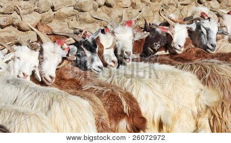 Himalayalar PAŞMİNA keçi sürüsü