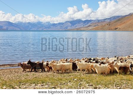 Himalayalar PAŞMİNA keçi sürüsü
