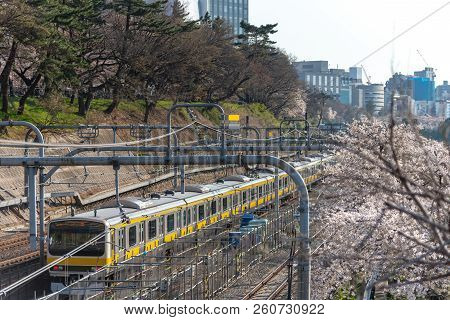 Cherry Blossom Around Sotobori Park, Tokyo, Japan.
Sotobori Park Is Famous Cherry Blossoms Spot That