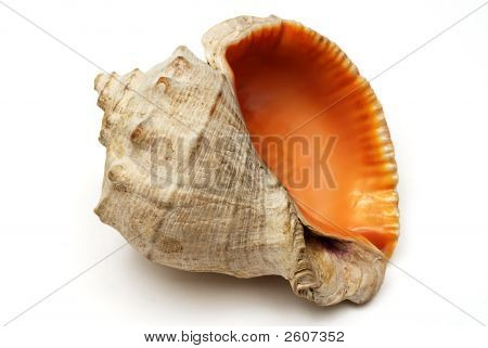 Shell