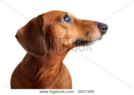 Bassotto