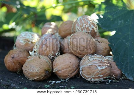 Bunch Of Young Walnuts Lie On A Wooden Table
