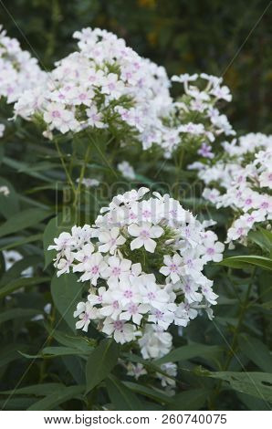 Garden Phlox Flowers Close Up Shot In Summer