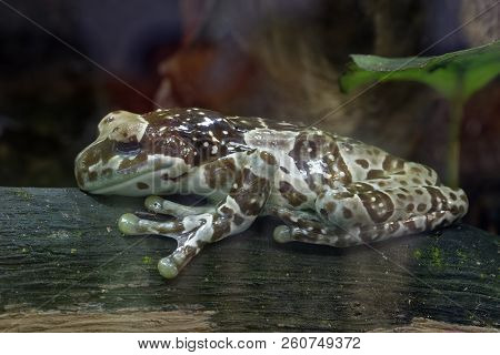 Amazon Milk Frog - Trachycephalus Resinifictrix 
From South America