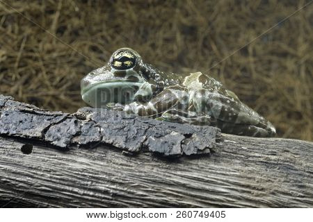 Amazon Milk Frog - Trachycephalus Resinifictrix 
From South America