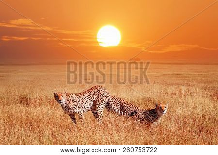 Cheetahs In The African Savannah At Sunset. Wildlife Of Africa.
