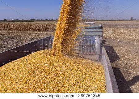 Corn Falling From Combine Harvester Auger Into Grain Cart. Unloading Auger In Action.